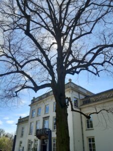 horse chestnut