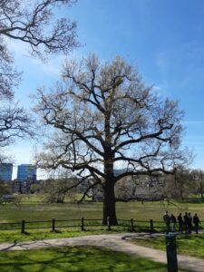 solitary oak